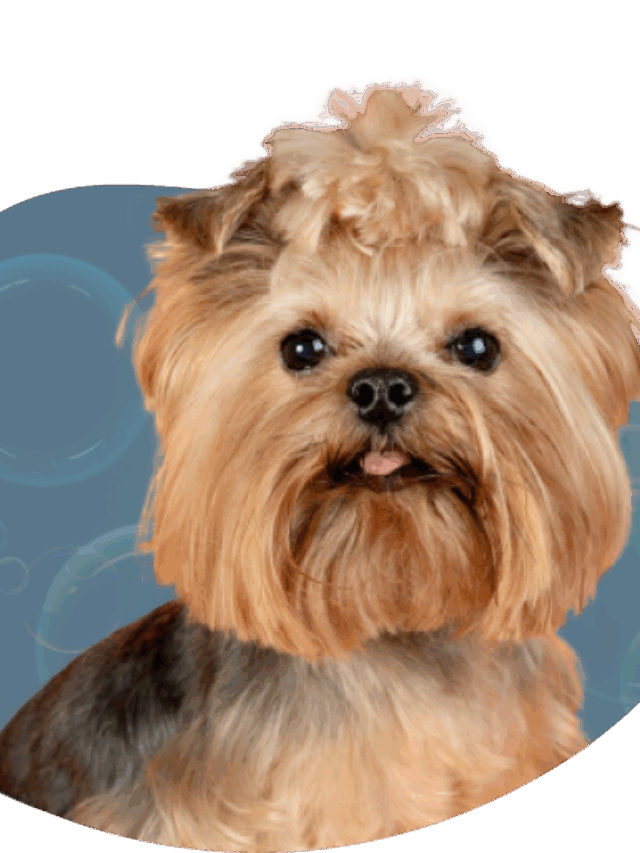 Pamper Your Pet, The Dubai Way!