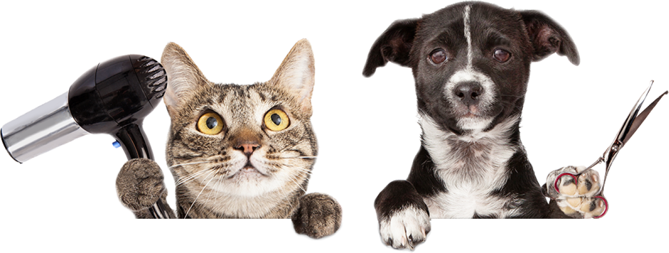 Pet Groomers in UAE