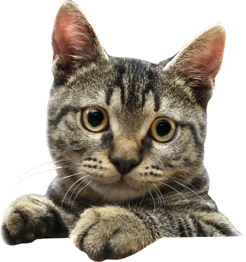 Cat Grooming Services in Dubai