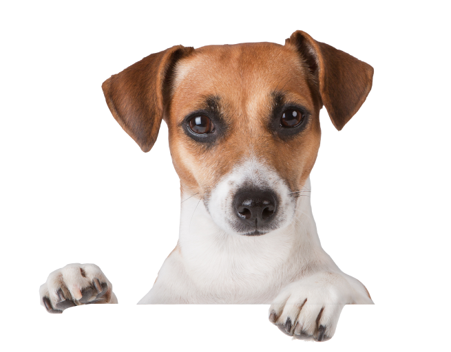 Mobile Dog Grooming Services