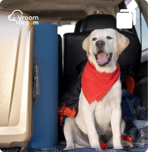 Mobile Dog Grooming Services