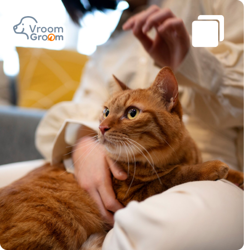 Mobile Cat Grooming Services