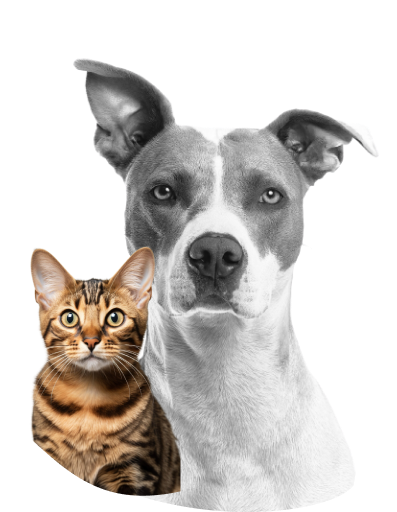 Pet Grooming Services in Dubai