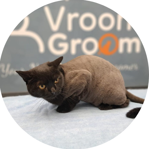 Cat Grooming Services in Dubai