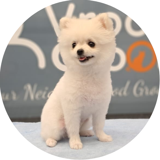 Dog Grooming Services Near me