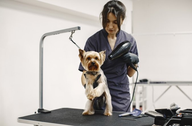 Pet Grooming Services in Dubai