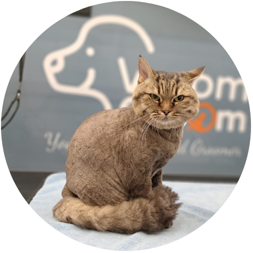 Cat Groomers in Dubai