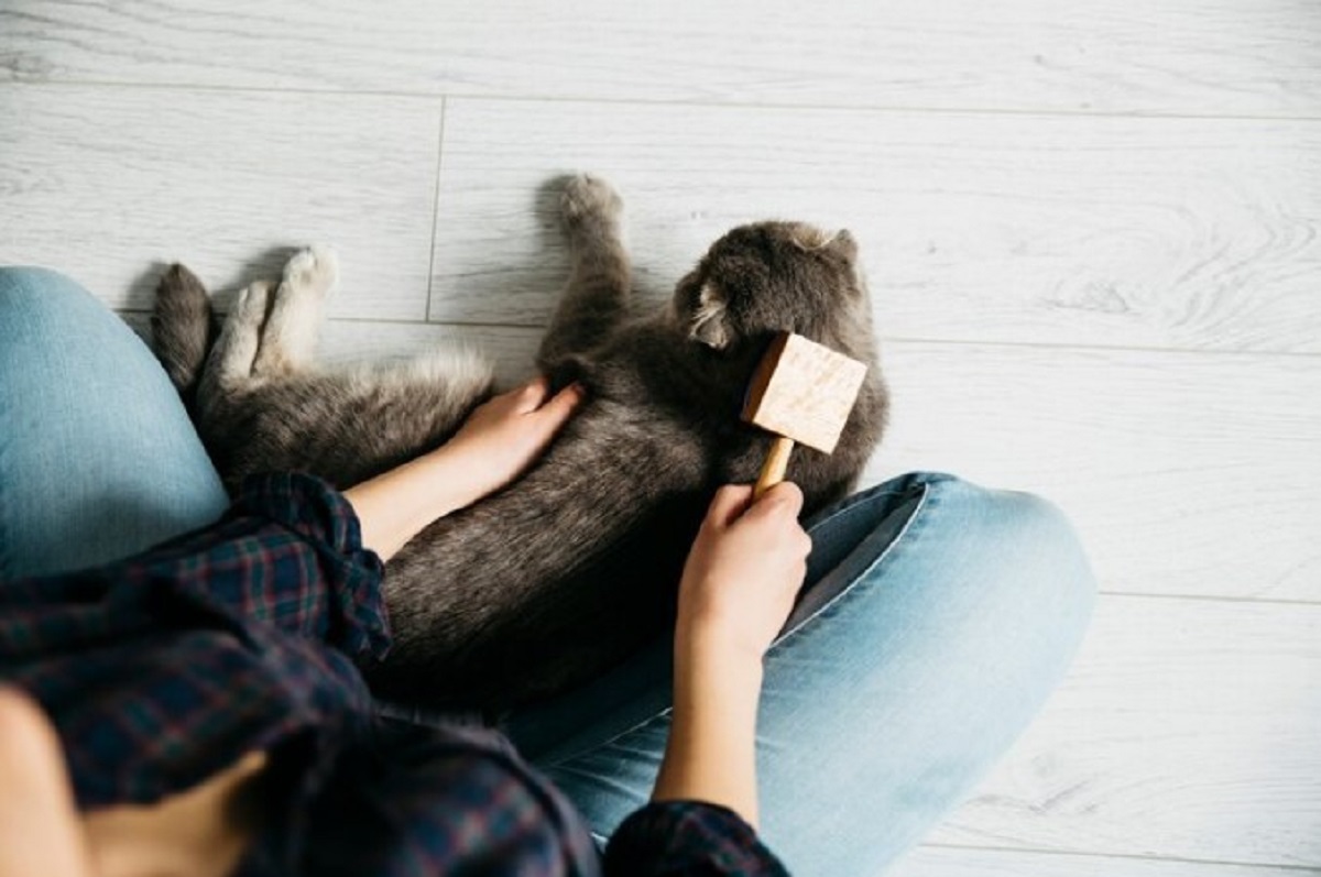 Best Cat Grooming Services