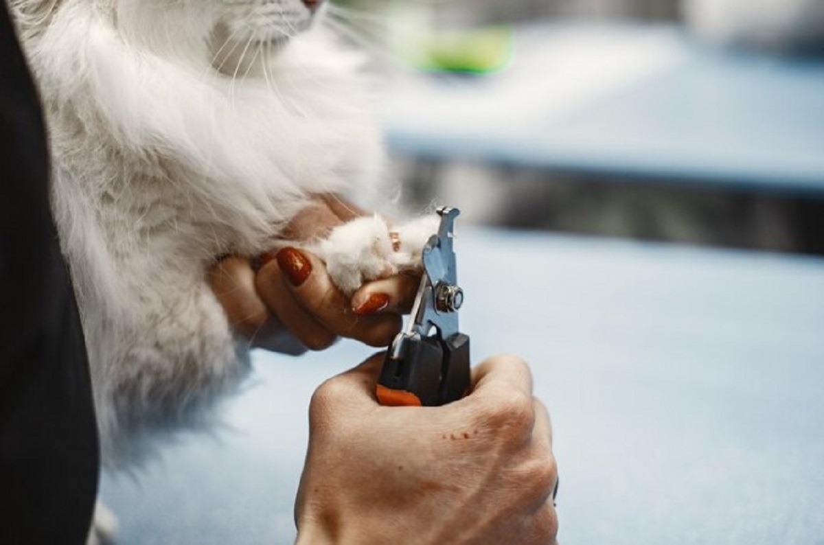 Mobile Pet Grooming for Cats