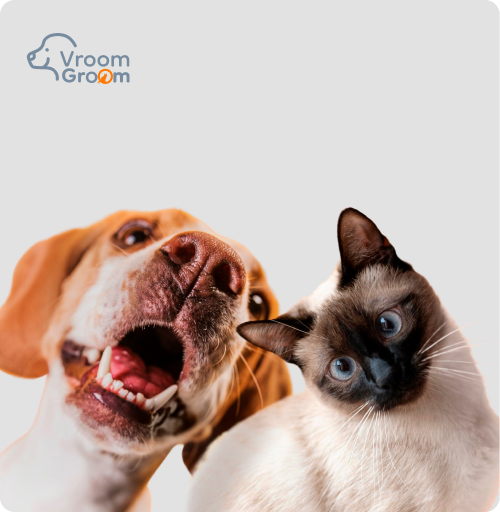 Dog Grooming Services