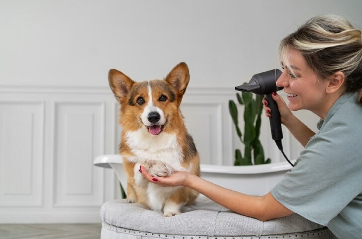 Dog Grooming Services in Dubai