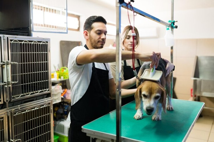 Dog Groomers in Dubai