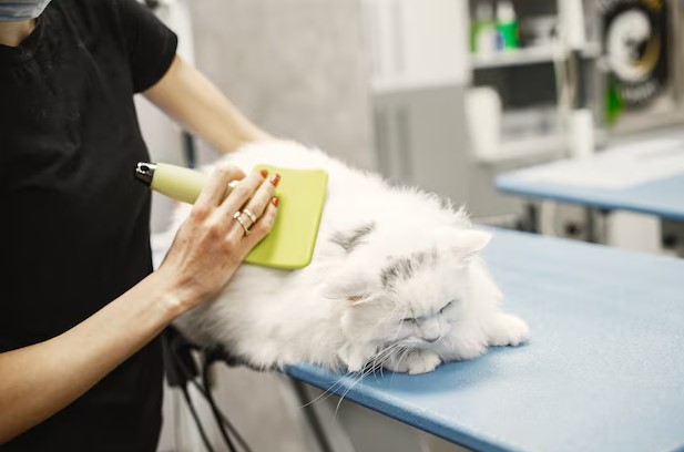 Cat Grooming in Dubai