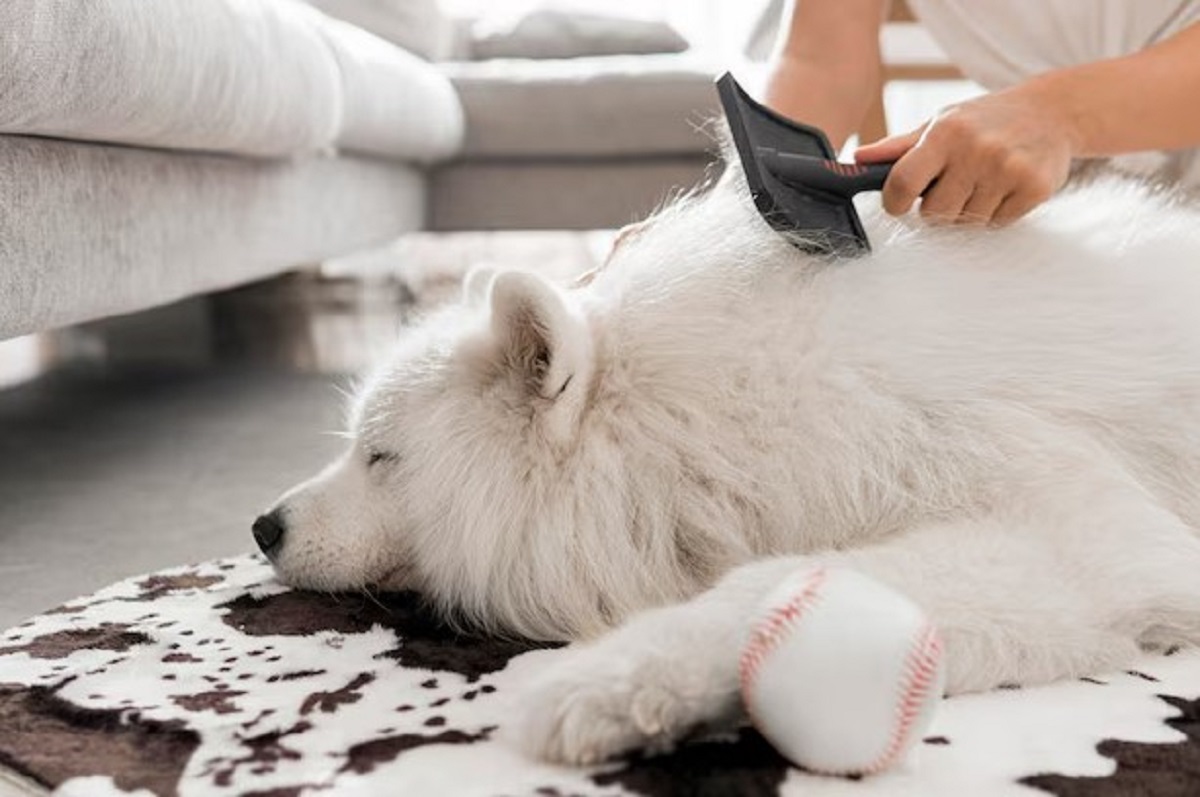 Professional Dog Groomer