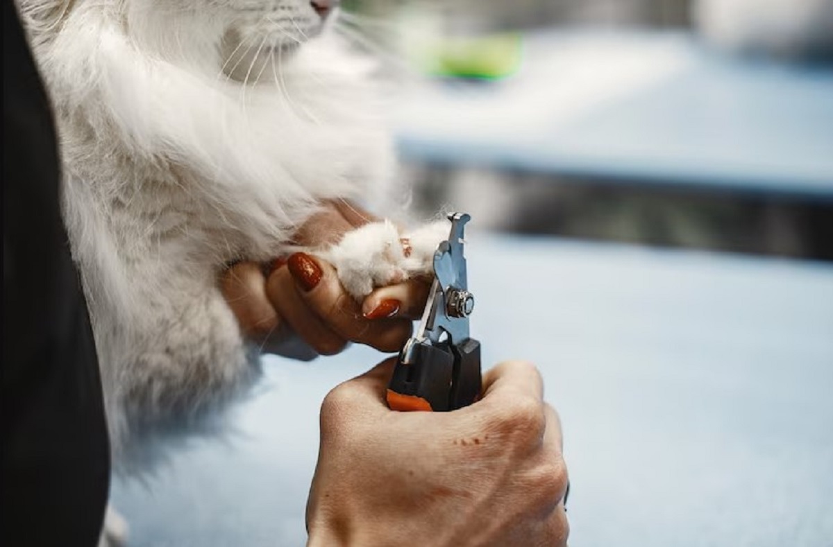 Pet Grooming Services Near Me