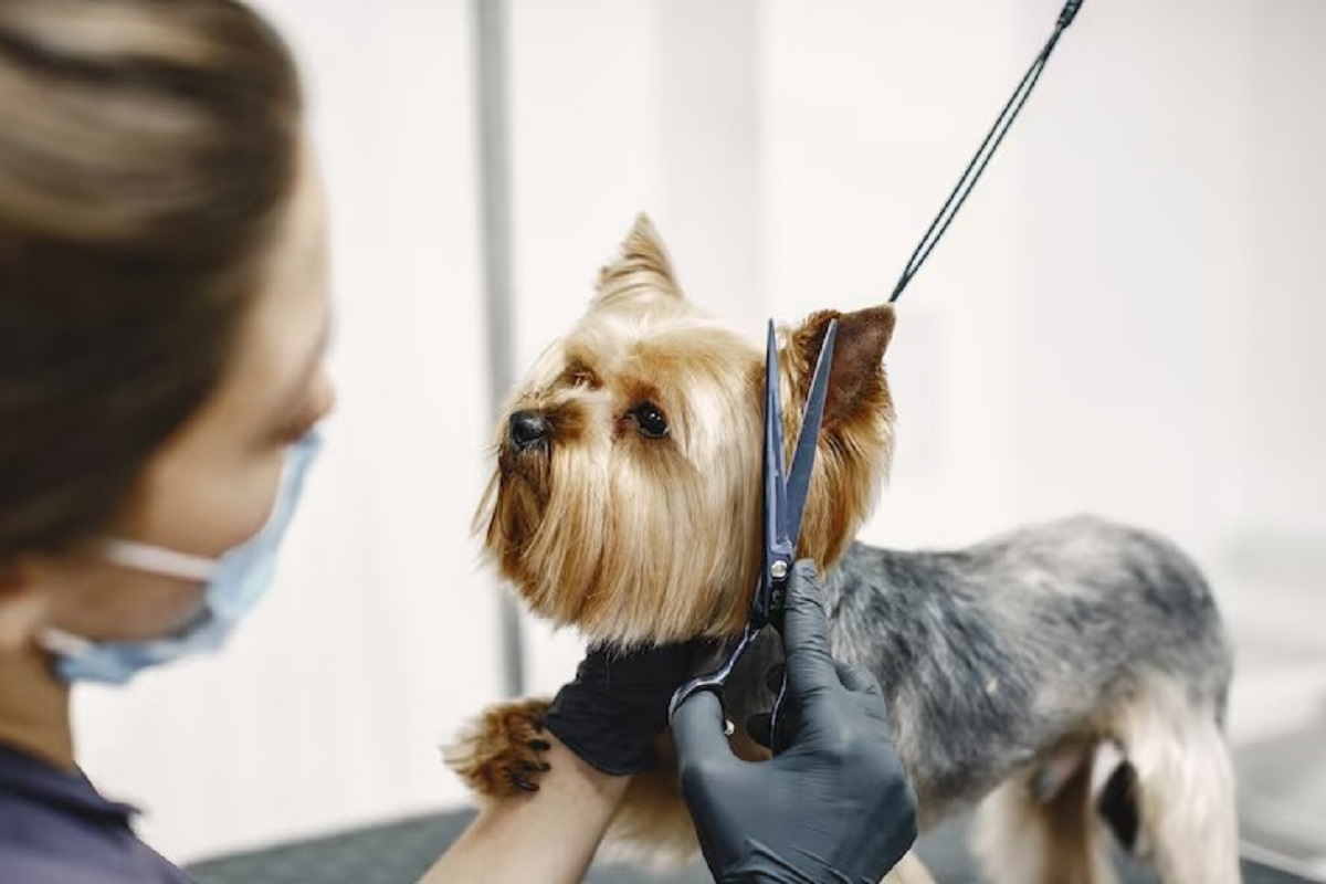 Dog Grooming Services Near me