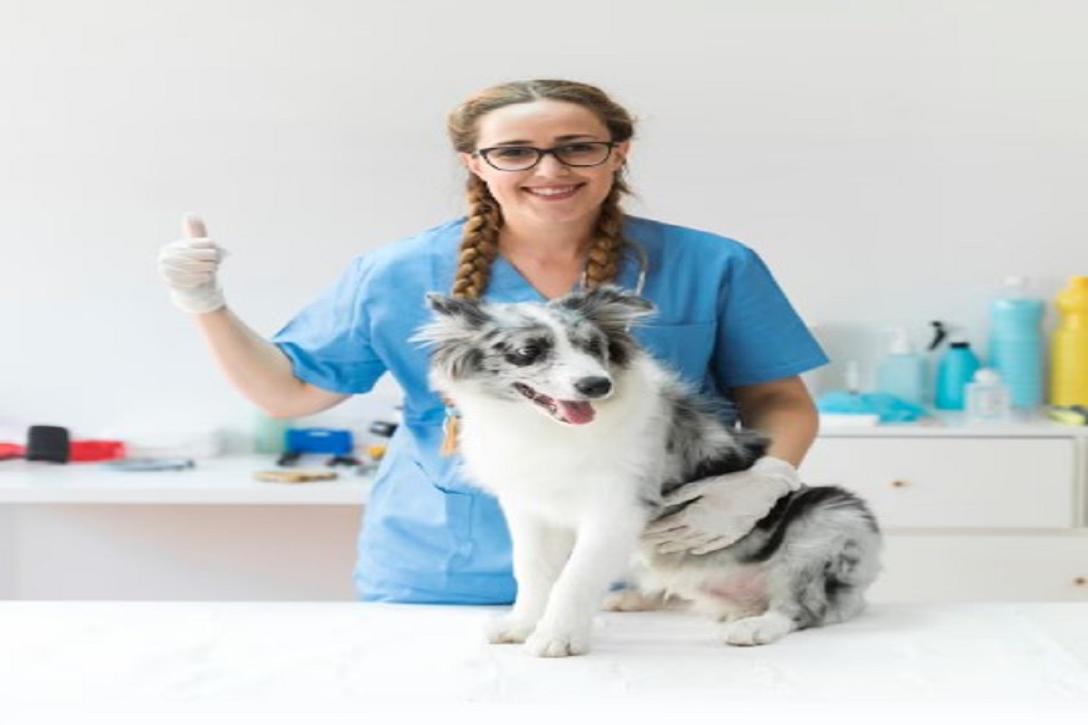 Pet Grooming Services