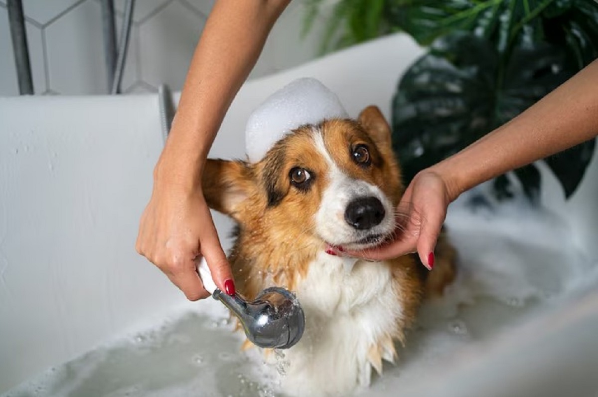 Pet Grooming Services