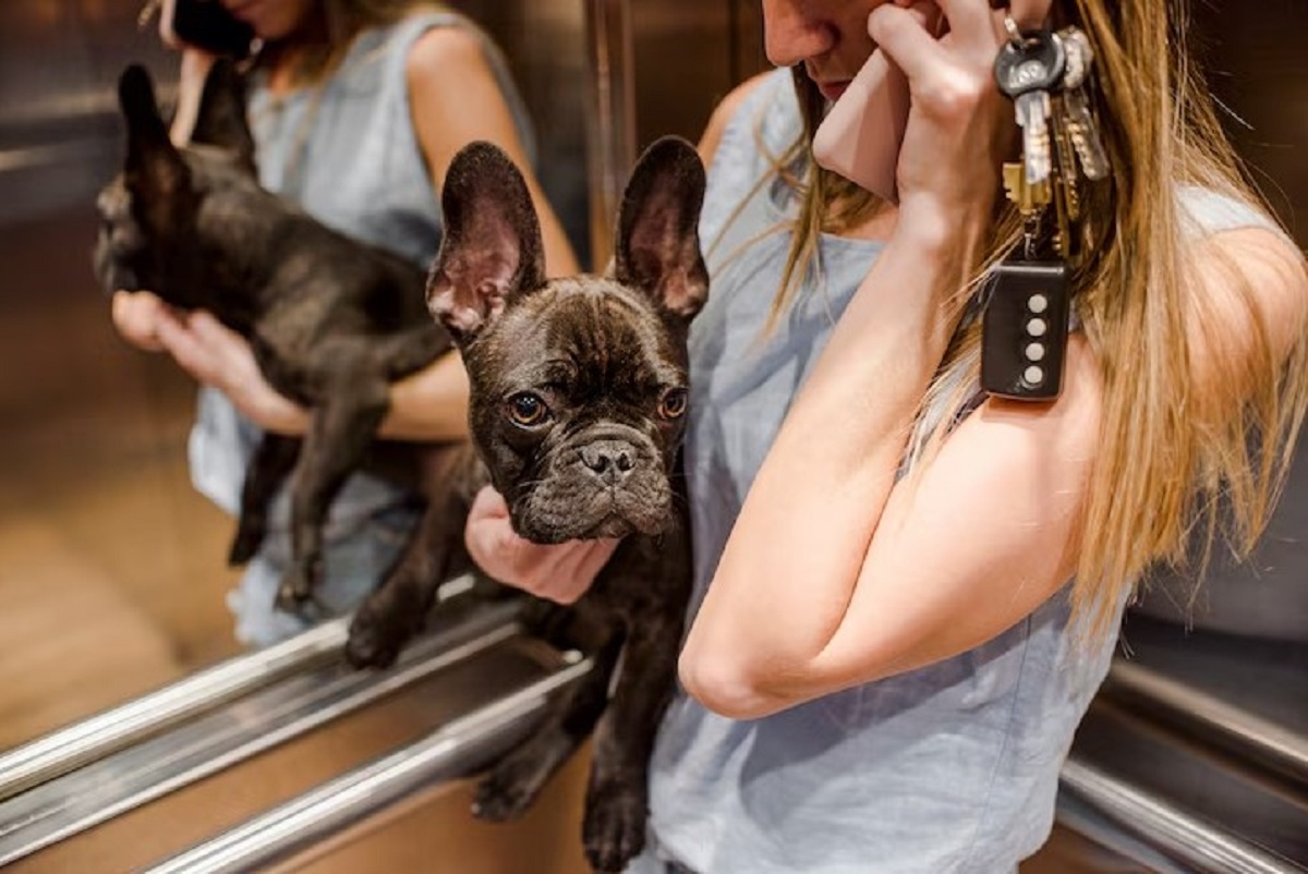 Best Pet Grooming Salons