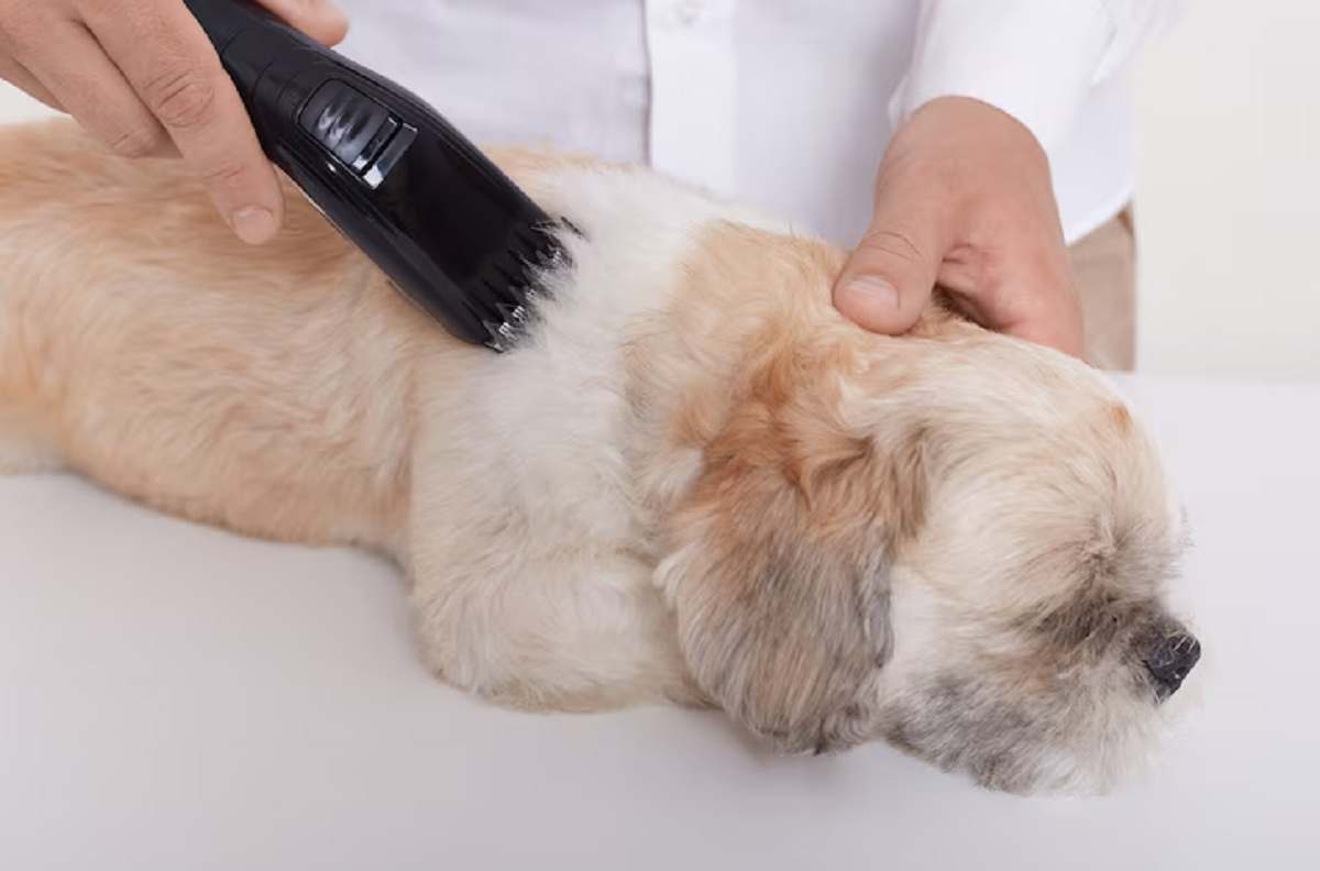 Certified Mobile Dog Wash Dubai
