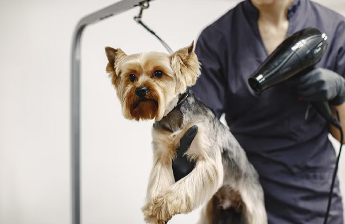 Mobile Pet Grooming in Dubai