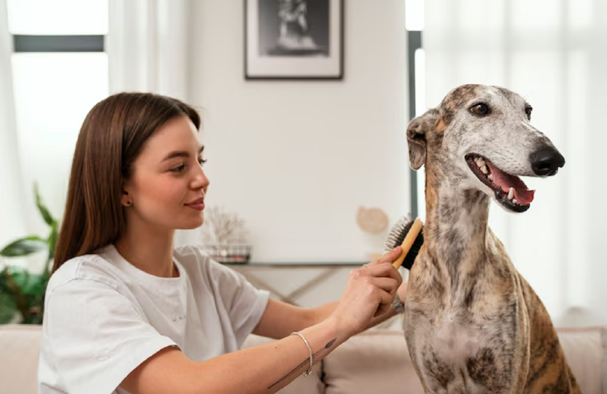 Dog Grooming Services Near Me