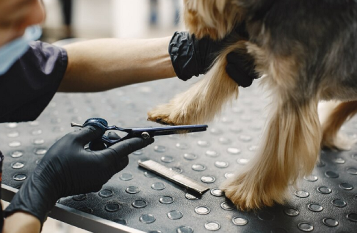 mobile pet grooming Dubai