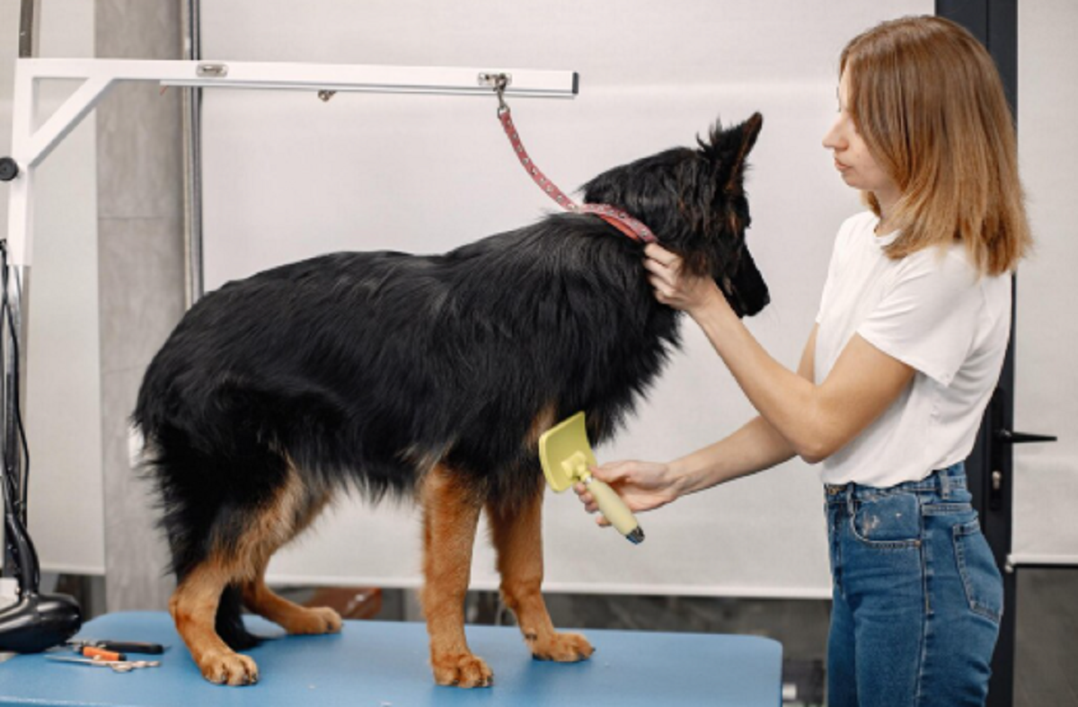 Pet Grooming Services