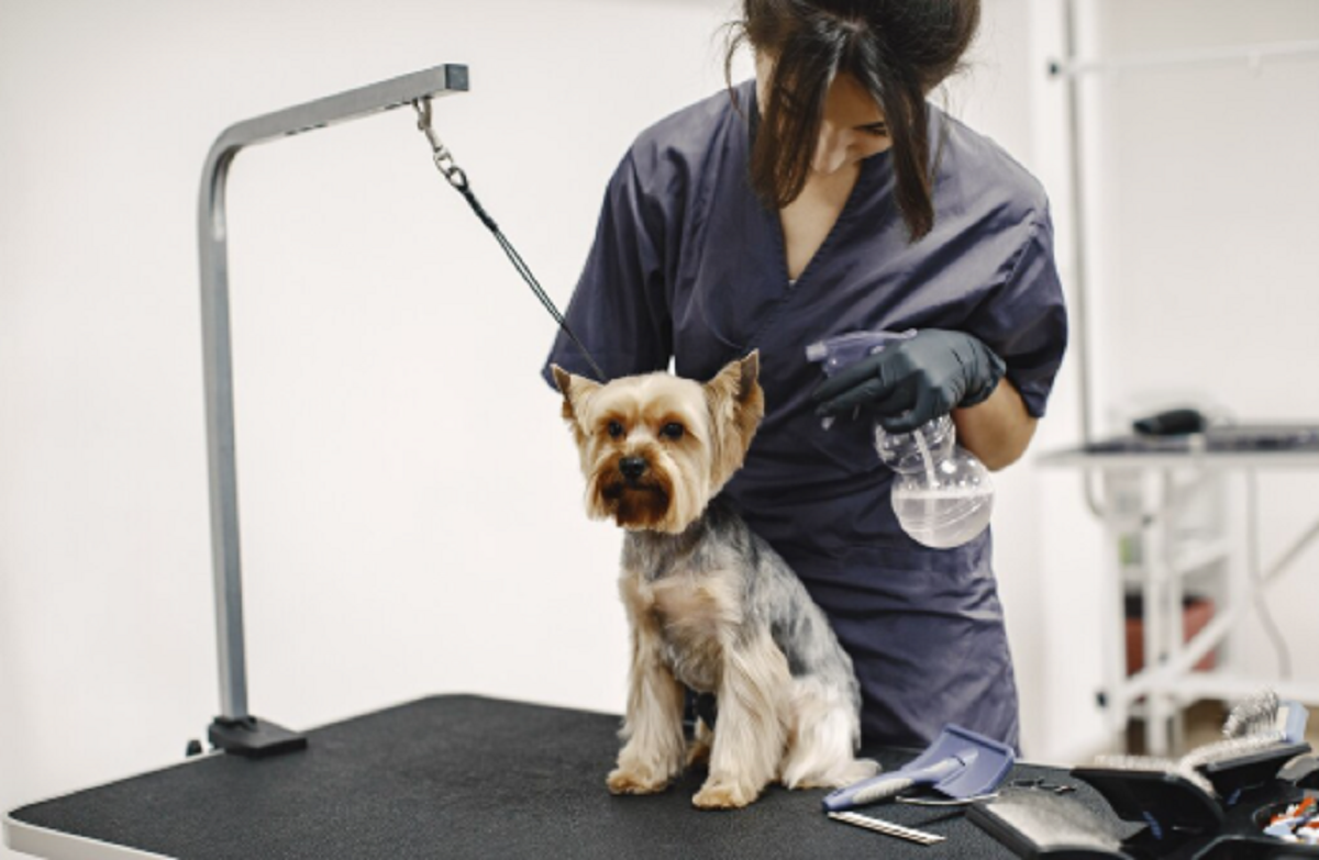 Pet Grooming Services