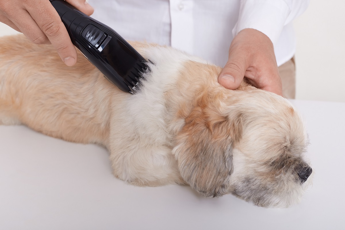 Pet Grooming in Dubai
