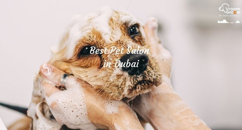 Pet Grooming Salon in Dubai