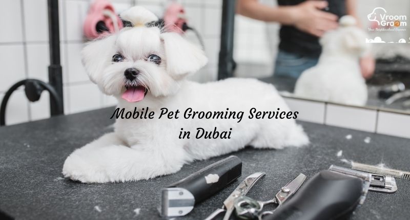 Mobile Pet Grooming Services in Dubai