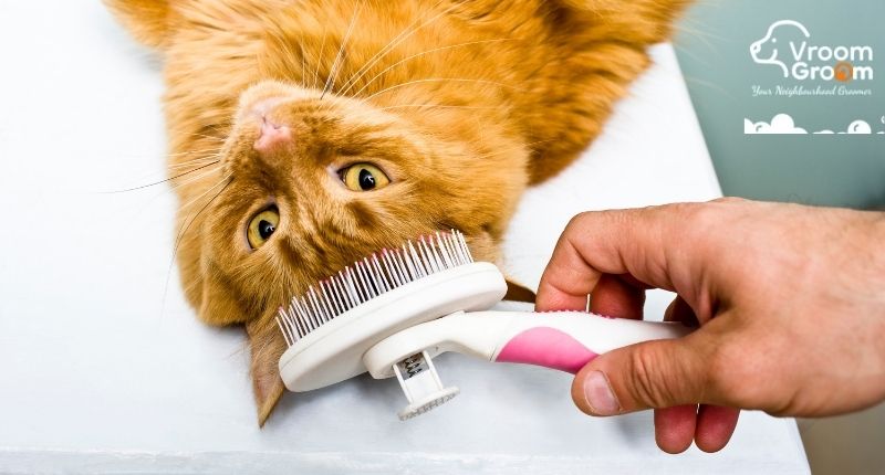 Cat Groomers
