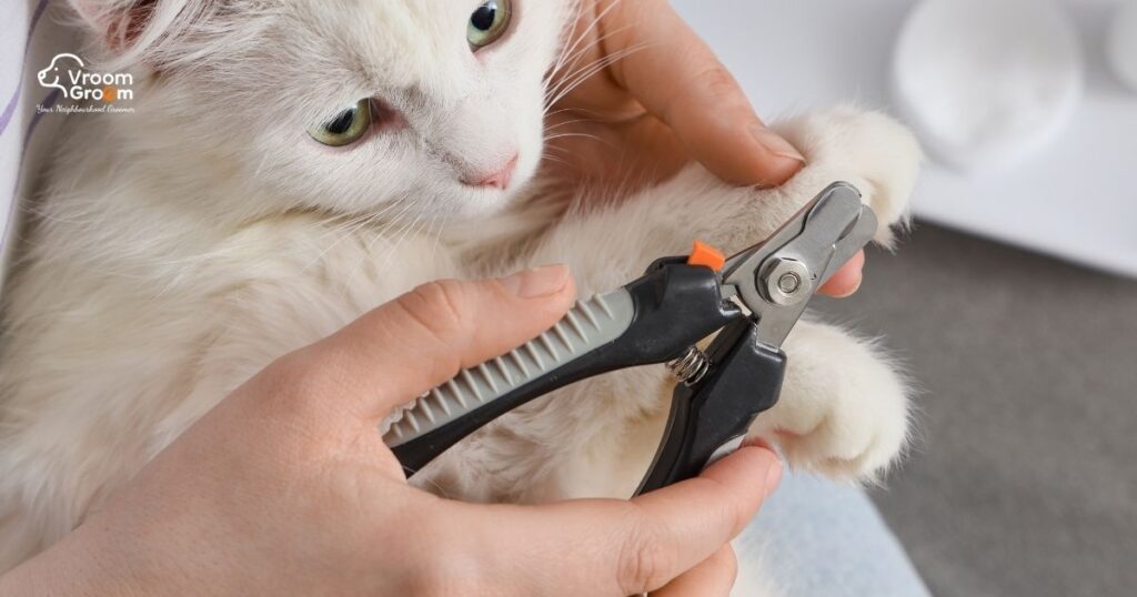 Cat Grooming Servies