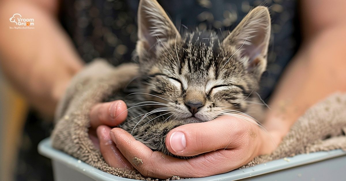 Cat Grooming in Dubai