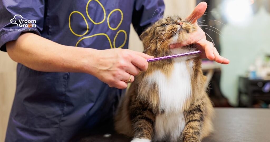 Cat Groomers in Dubai