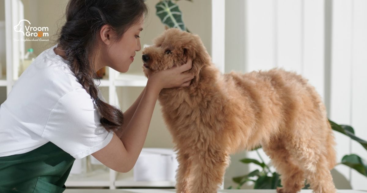 Pet Grooming Home Service
