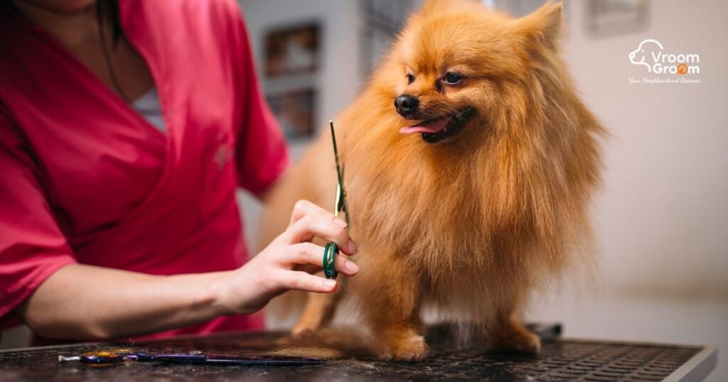 Professional Pet Grooming Services