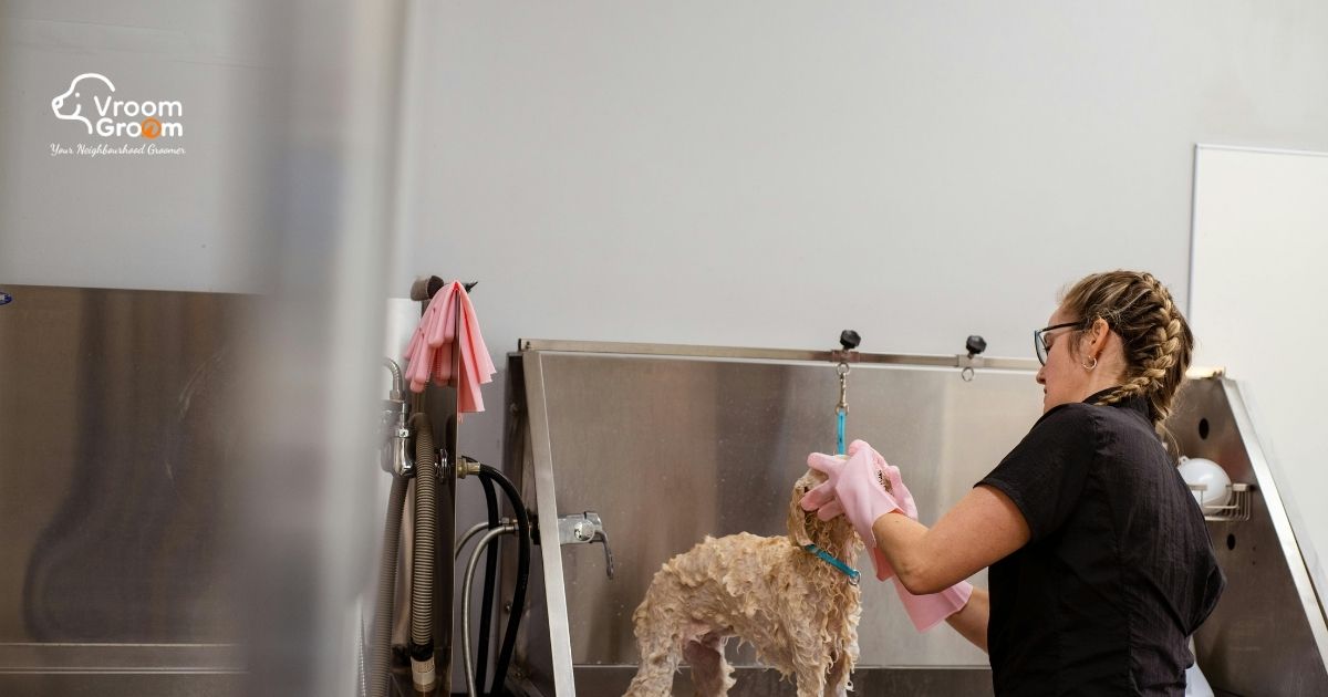 Regular Pet Grooming