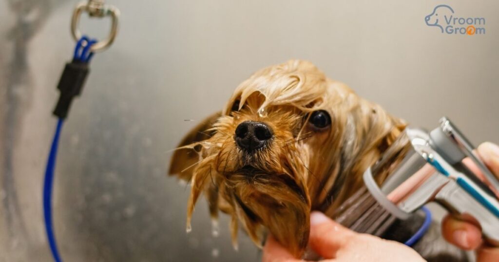 Home Pet Grooming Services