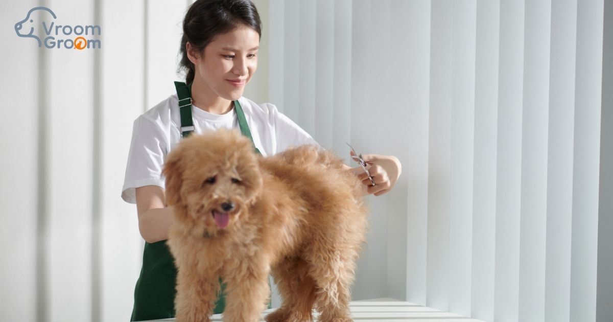Mobile Pet Grooming in Dubai