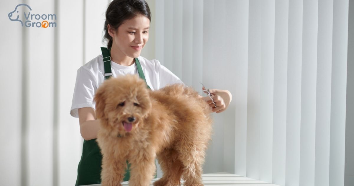 Dog Groomers in Dubai