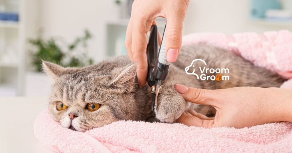 Cat Groomers Near me