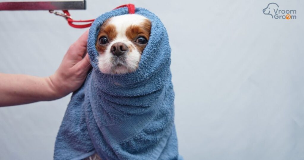 Mobile Pet Grooming in Dubai