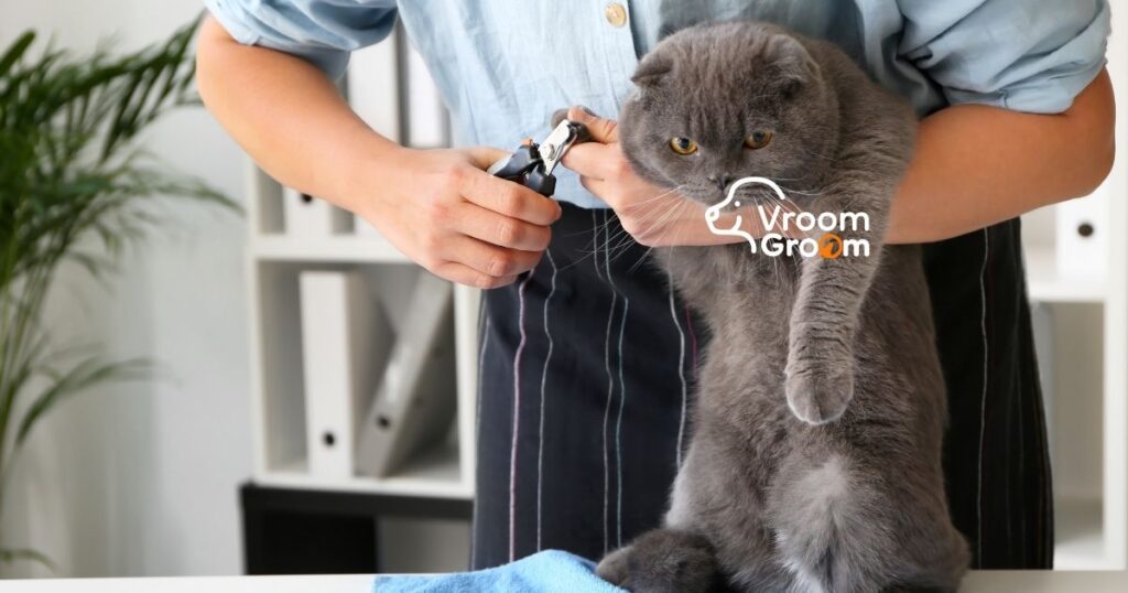 Cat Grooming Services in Dubai