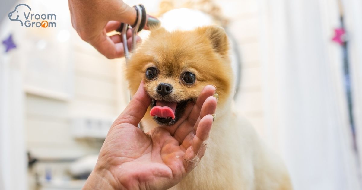 Mobile Pet Grooming in Dubai