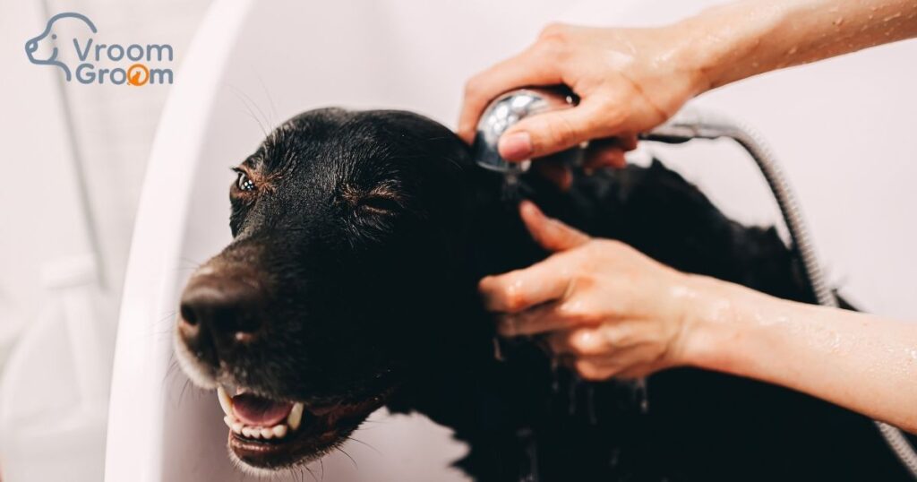 expert pet grooming in Dubai