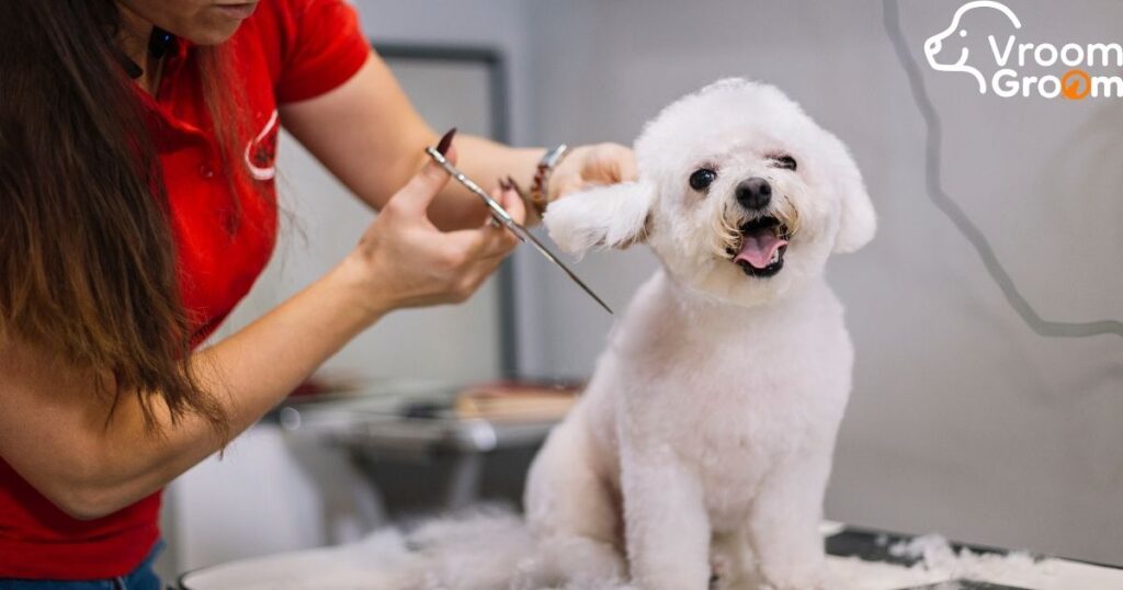 Pet Groomers in Dubai