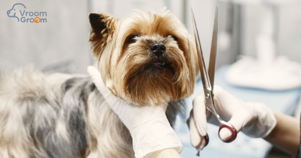 Pet Grooming Services in Dubai