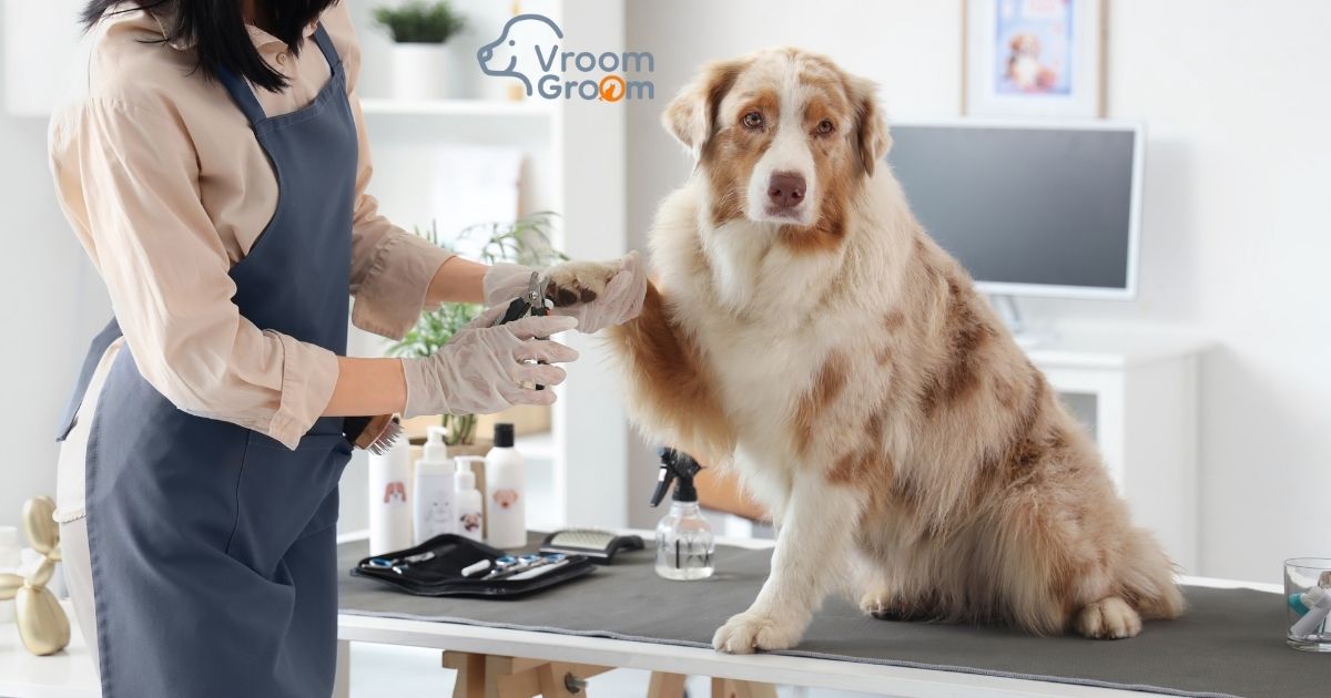 Professional Dog Grooming Services